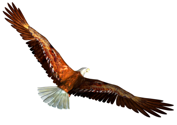eagel png free download 15