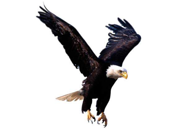eagel png free download 17
