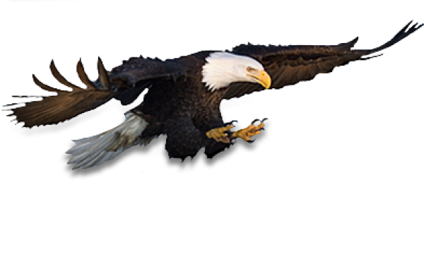 eagel png free download 19