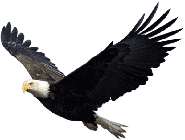 eagel png free download 20