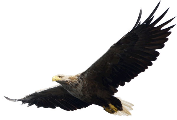 eagel png free download 21
