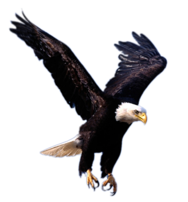 eagel png free download 23