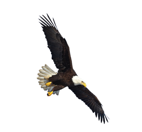 eagel png free download 24