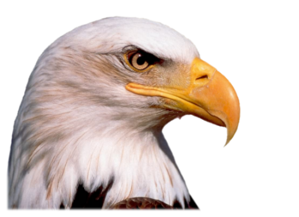 eagel png free download 28