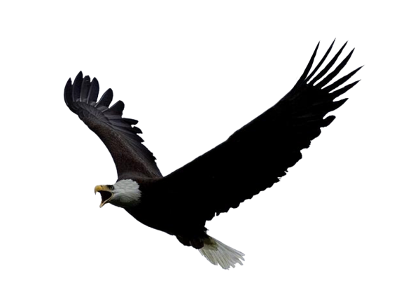 eagel png free download 29