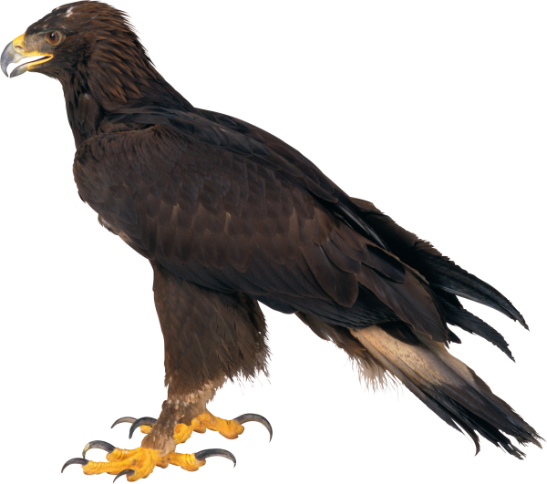 eagel png free download 30