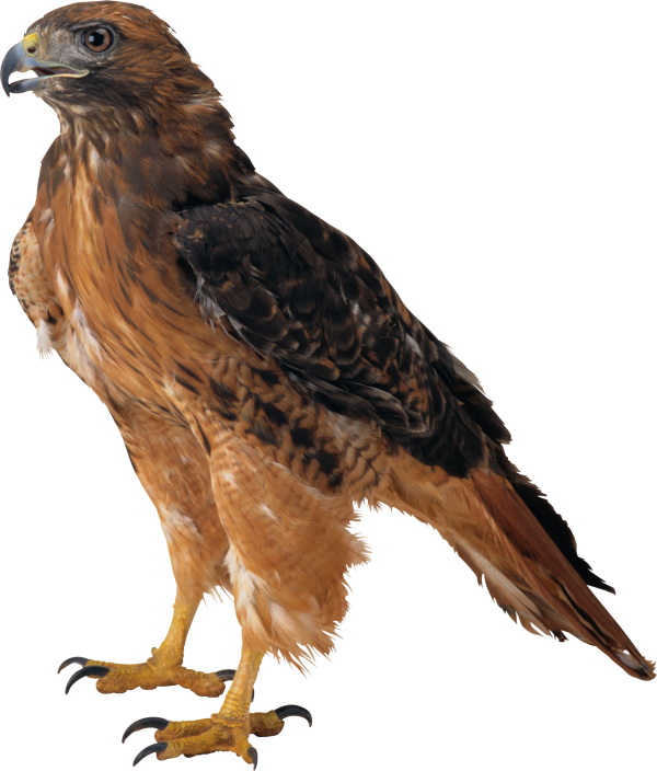 eagel png free download 5