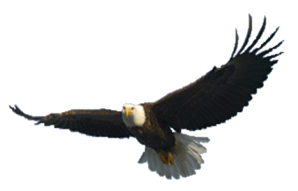 eagel png free download 8