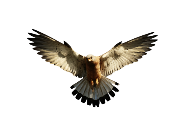 eagel png free download 9