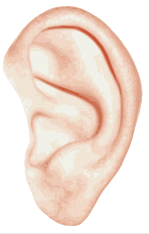 ear png free download 4