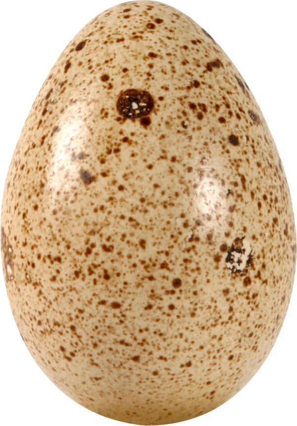 egg png free download 46