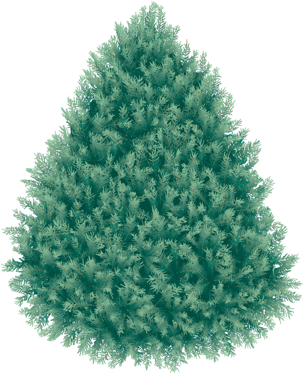 Fir Tree Free PNG Image Download 10