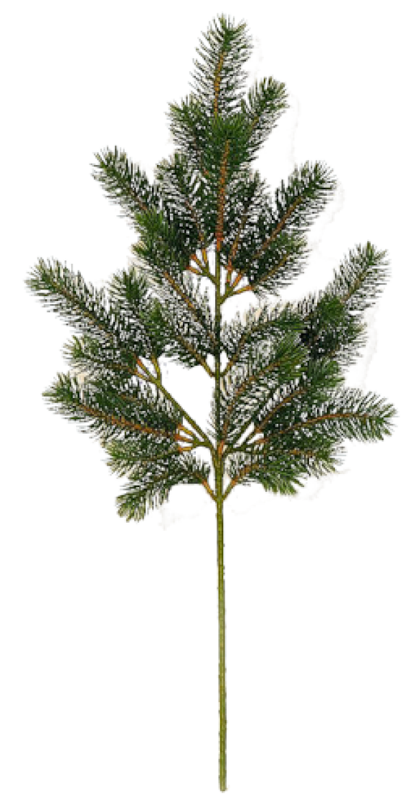 Fir Tree Free PNG Image Download 14
