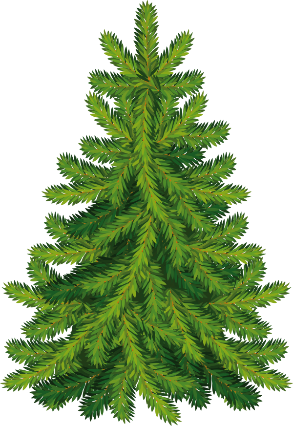 Fir Tree Free PNG Image Download 15