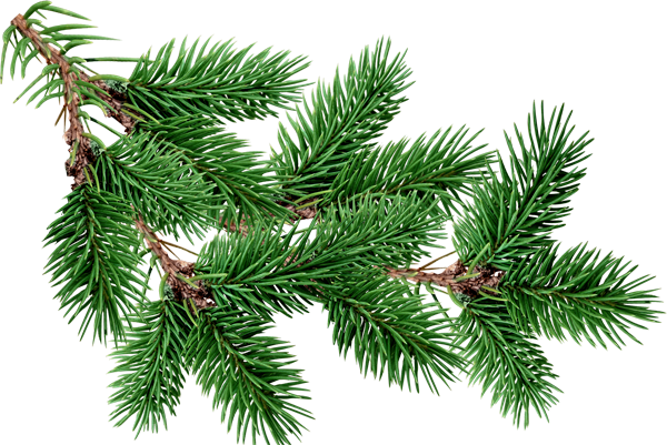 Fir Tree Free PNG Image Download 17