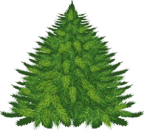 Fir Tree Free PNG Image Download 19