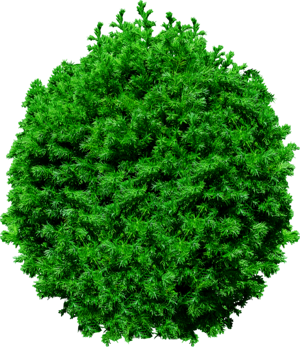 Fir Tree Free PNG Image Download 2