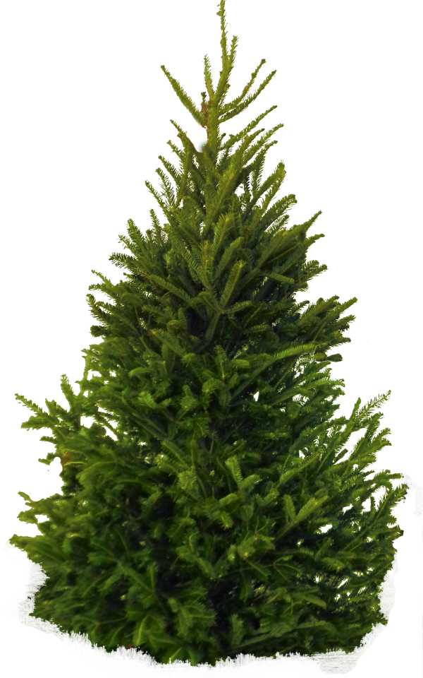 Fir Tree Free PNG Image Download 20