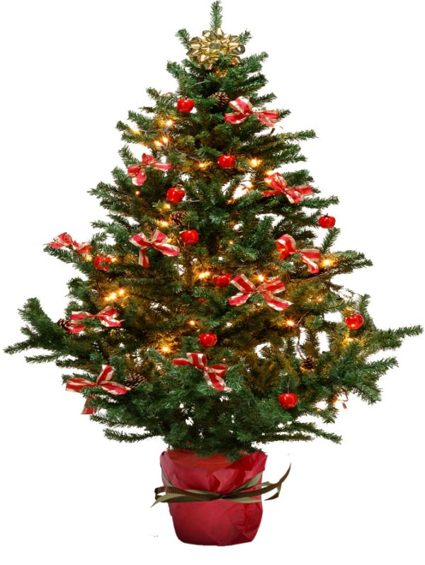 Fir Tree Free PNG Image Download 23