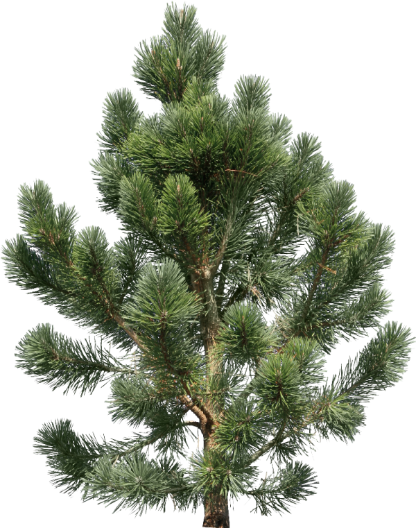 Fir Tree Free PNG Image Download 24