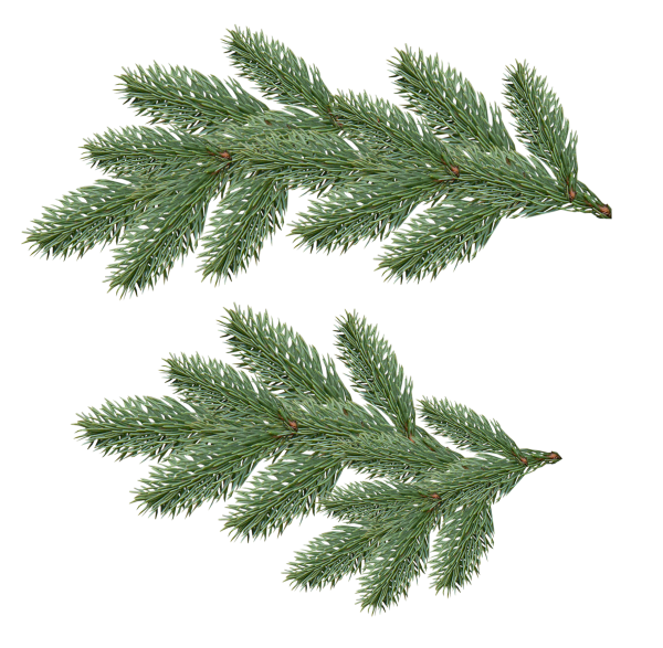 Fir Tree Free PNG Image Download 25