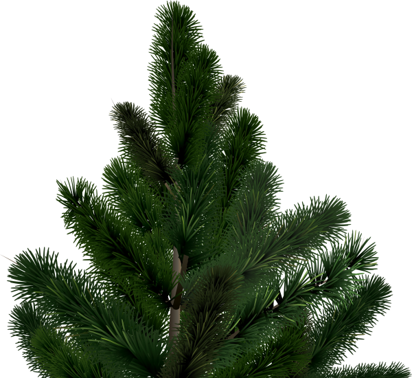Fir Tree Free PNG Image Download 26