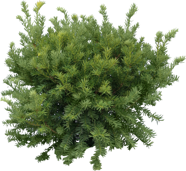 Fir Tree Free PNG Image Download 27