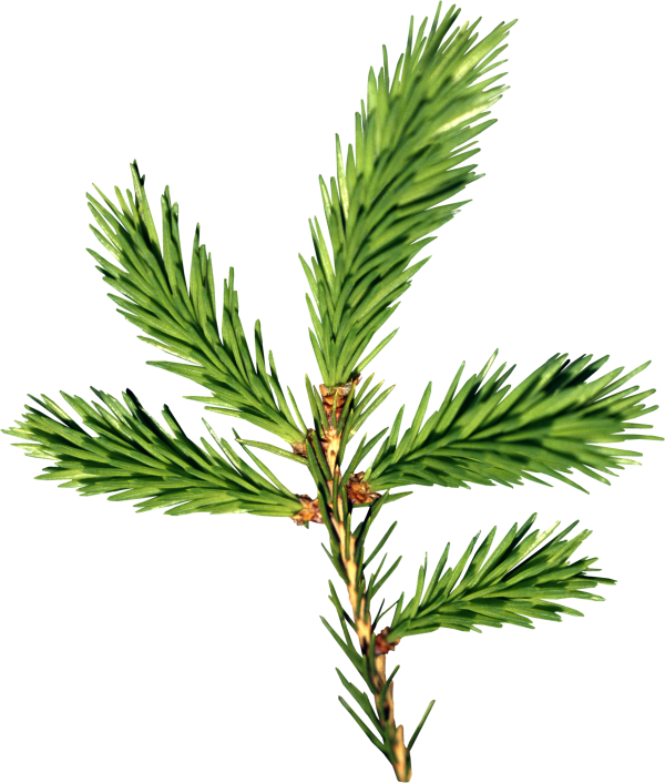 Fir Tree Free PNG Image Download 28