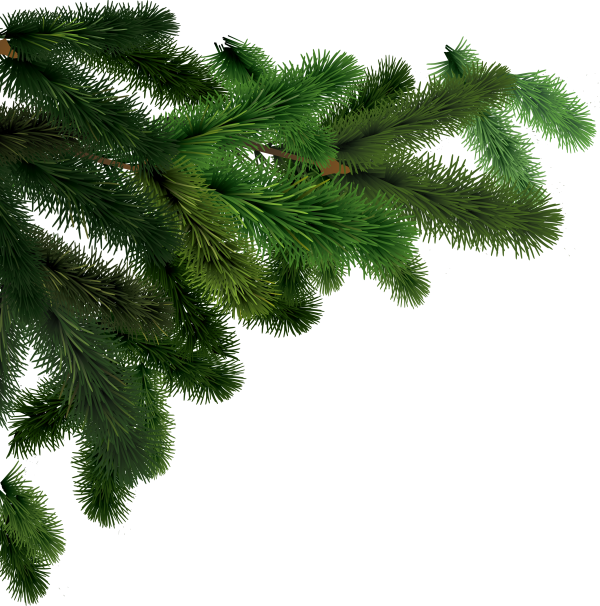 Fir Tree Free PNG Image Download 29
