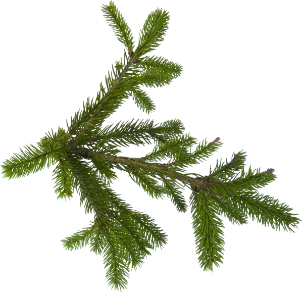 Fir Tree Free PNG Image Download 30