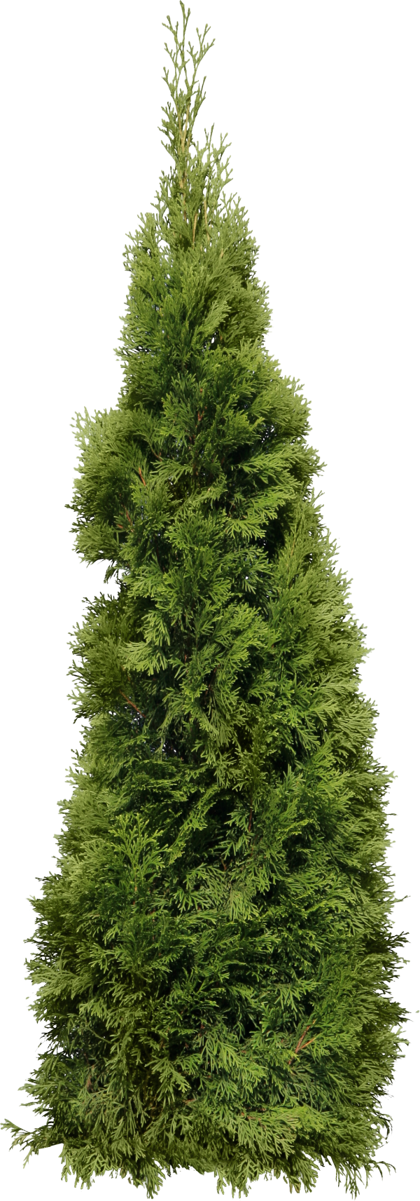 Fir Tree Free PNG Image Download 31