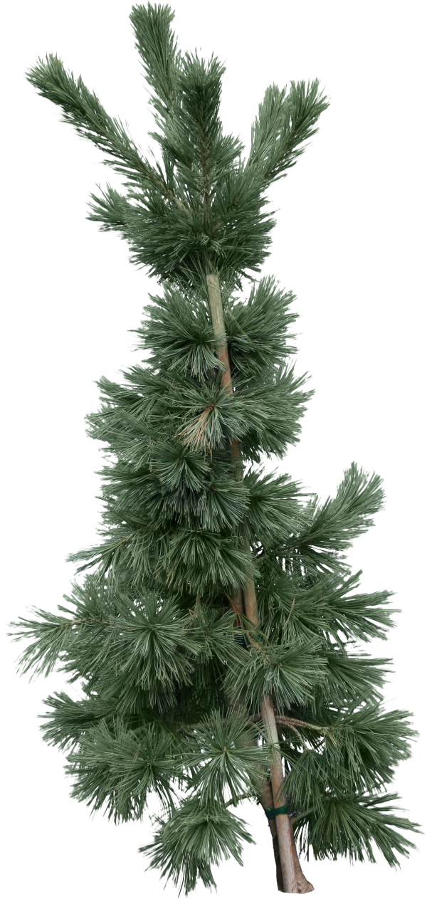 Fir Tree Free PNG Image Download 32