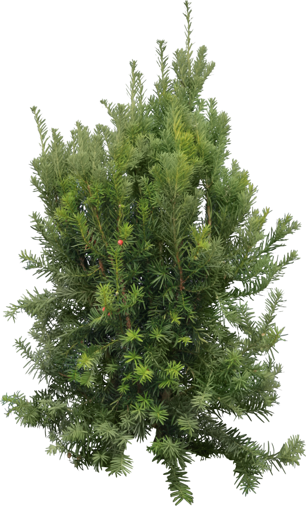 Fir Tree Free PNG Image Download 33