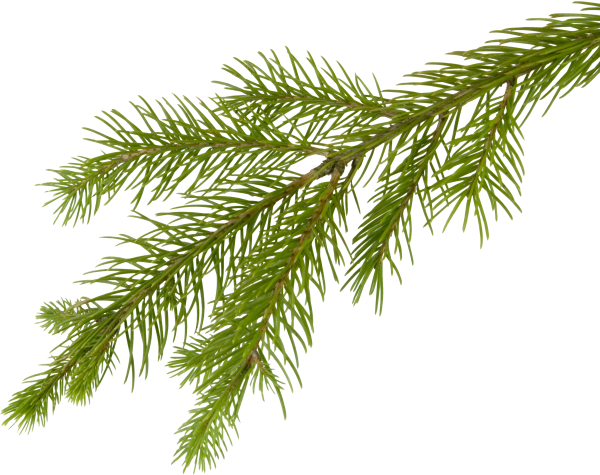 Fir Tree Free PNG Image Download 34
