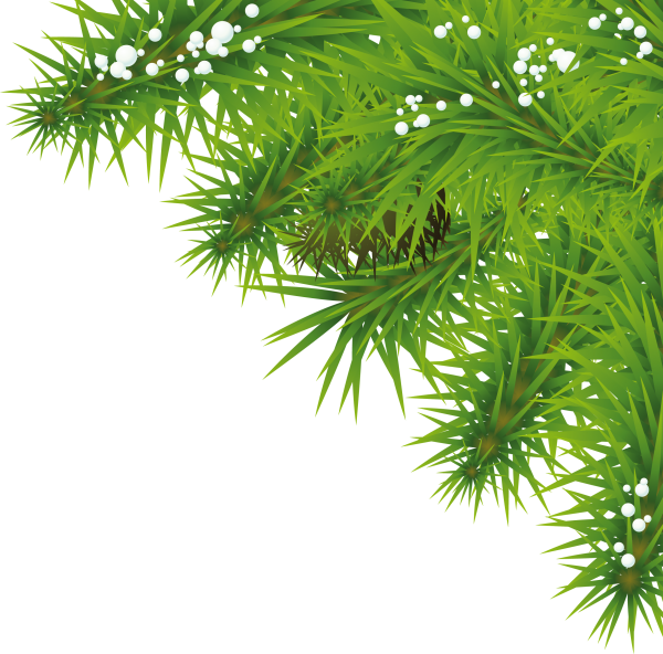 Fir Tree Free PNG Image Download 35