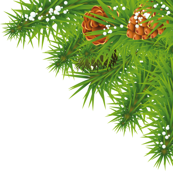 Fir Tree Free PNG Image Download 36