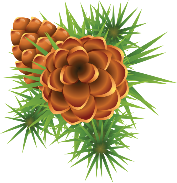 Fir Tree Free PNG Image Download 40