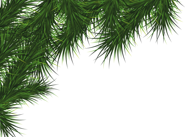 Fir Tree Free PNG Image Download 43