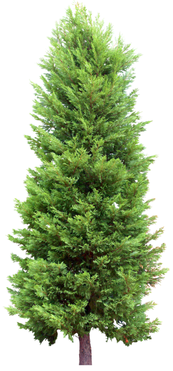 Fir Tree Free PNG Image Download 5
