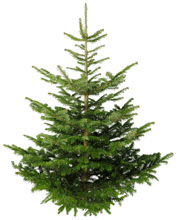 Fir Tree Free PNG Image Download 6