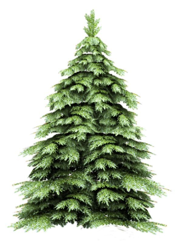 Fir Tree Free PNG Image Download 8