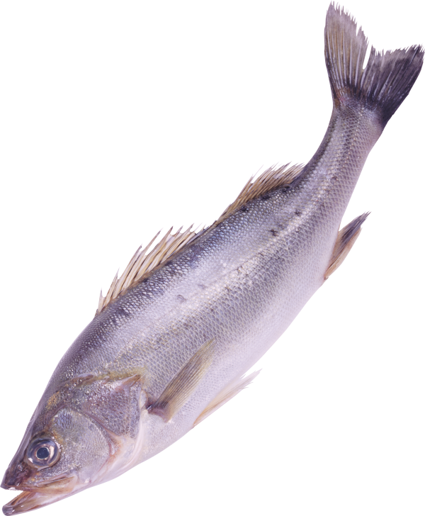 Fish Free PNG Image Download 13