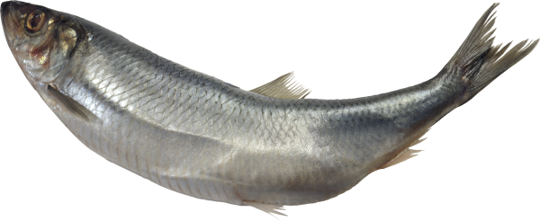 Fish Free PNG Image Download 14