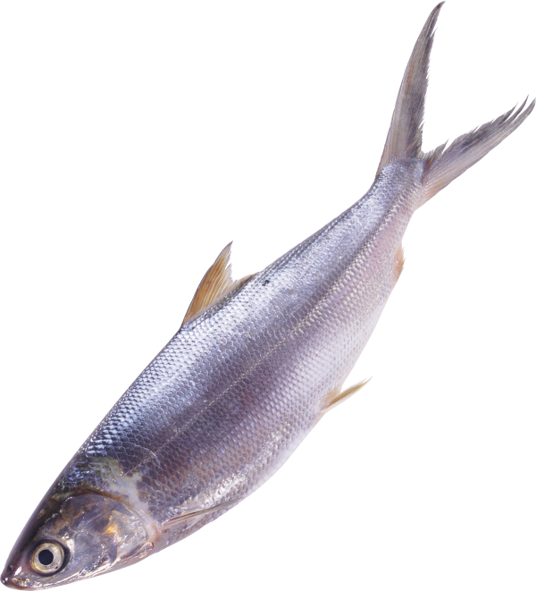 Fish Free PNG Image Download 15