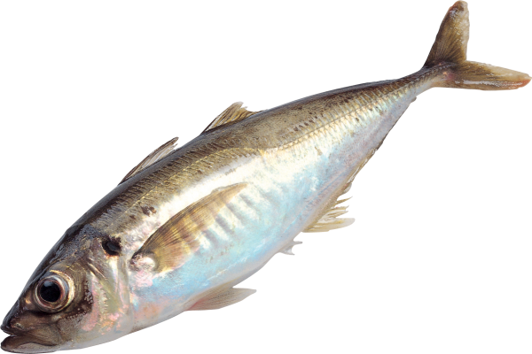 Fish Free PNG Image Download 16