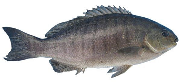 Fish Free PNG Image Download 17