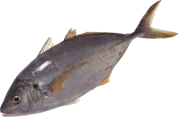 Fish Free PNG Image Download 19