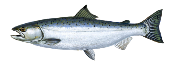 Fish Free PNG Image Download 2