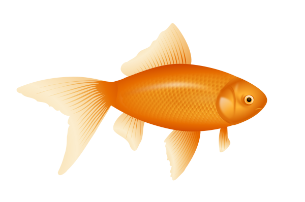 Fish Free PNG Image Download 22