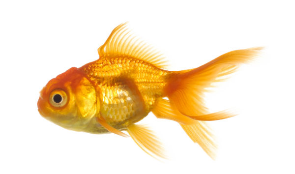 Fish Free PNG Image Download 23